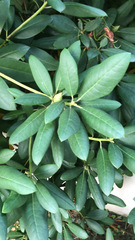 Rhododendron