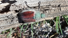 Paracotalpa granicollis