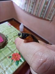 Atractus elaps