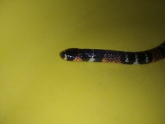 Atractus elaps