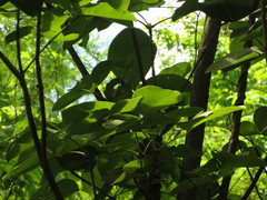 Pseudobombax palmeri