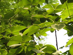 Pseudobombax palmeri