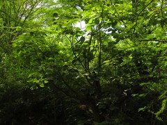 Pseudobombax palmeri