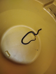 Atractus elaps