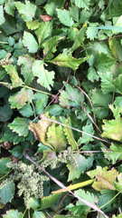 Xanthorhiza simplicissima