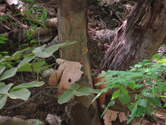 Pseudobombax palmeri