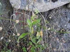 Sanguisorba verrucosa