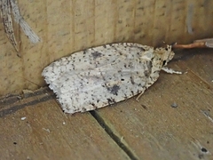 Agonopterix thelmae