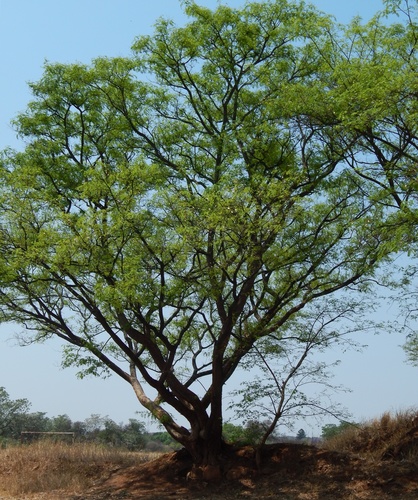 Tipuana tipu