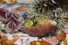 Alcyonidium nodosum