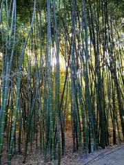 Phyllostachys sulphurea