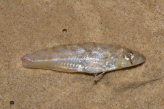 Sillago maculata