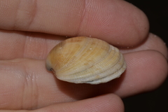 Antigona persimilis
