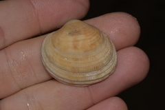 Antigona persimilis