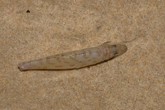 Sillago maculata