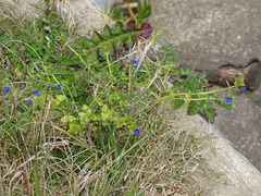 Lysimachia arvensis caerulea