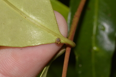 Coneuplecta calculosa