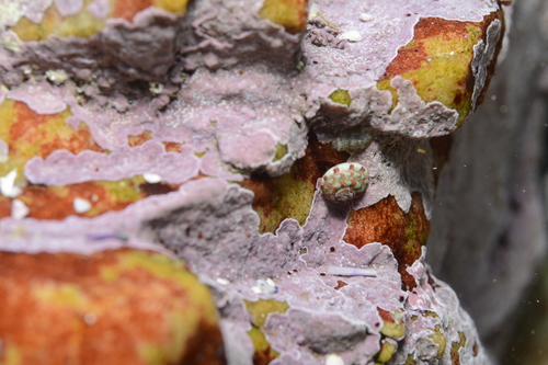 Gibbula fulgens, 2020-09-27
