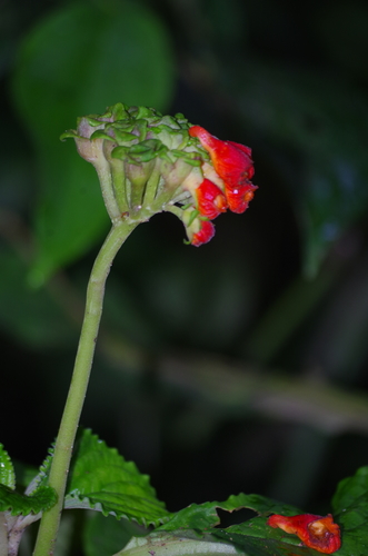 Gasteranthus carinatus