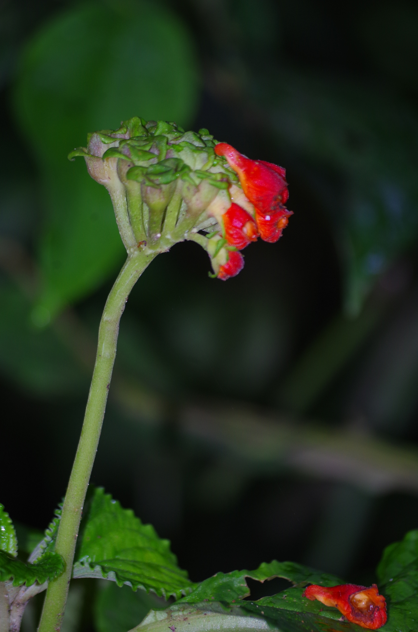Gasteranthus carinatus