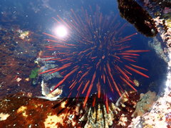 Heliocidaris