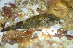 Chorisochismus dentex