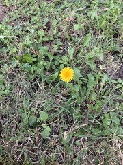 Taraxacum officinale