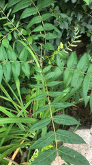 Ailanthus altissima