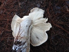 Macrocybe titans