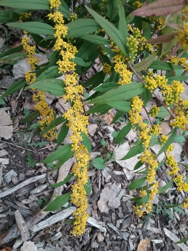 Solidago caesia