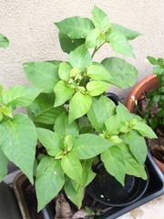 Spigelia humboldtiana