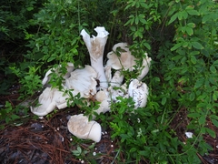 Macrocybe titans