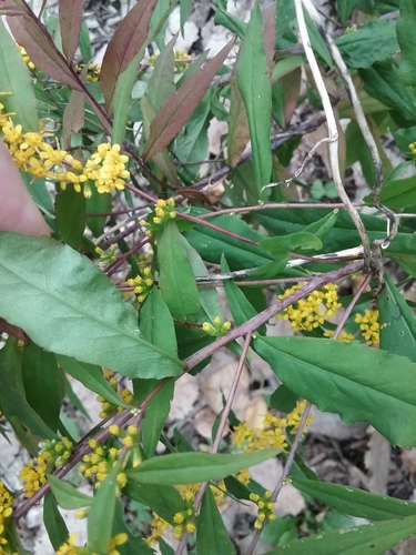 Solidago caesia