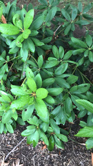Rhododendron