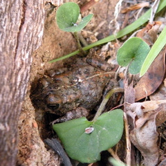 Poyntonophrynus fenoulheti