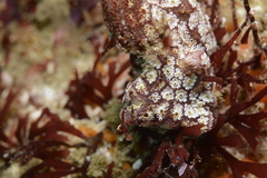 Botrylloides magnicoecus