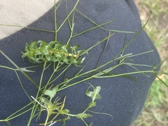 Potamogeton trichoides