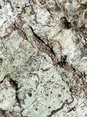Technomyrmex difficilis