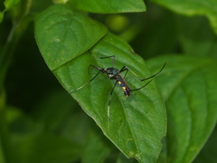 Toxorhynchites splendens