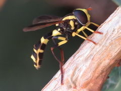 Xanthogramma marginale