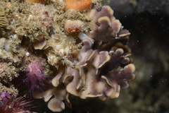 Chaperiopsis multifida