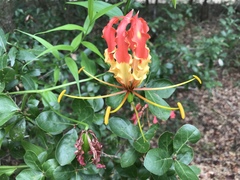 Gloriosa superba