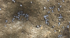 Echinolittorina aspera image