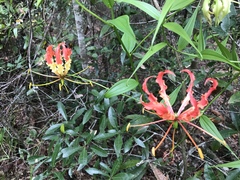 Gloriosa superba
