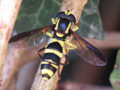 Xanthogramma marginale