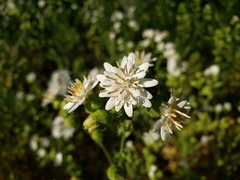 Moscharia pinnatifida