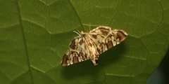 Chabula acamasalis