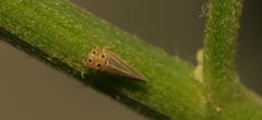 Agalliini