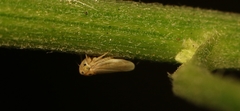 Agalliini