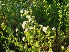 Moscharia pinnatifida